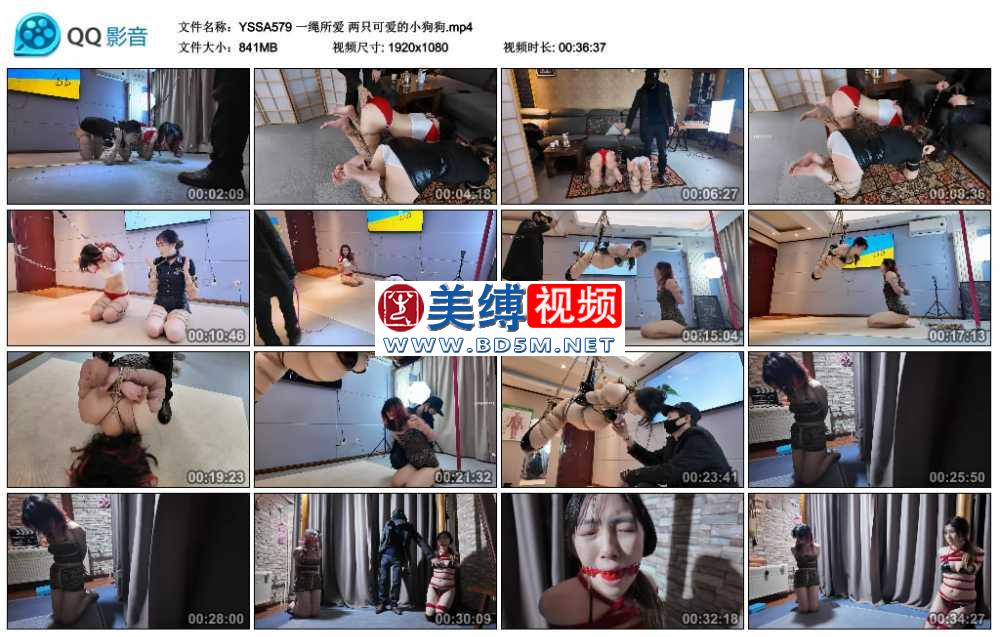 一绳所爱 两只可爱的小狗狗